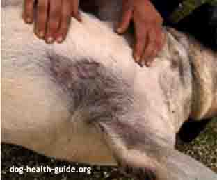 Dog Hypothyroidism Symptoms on Skin