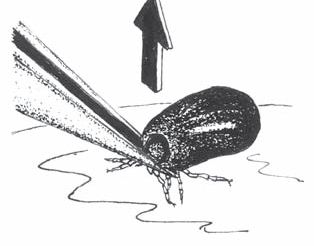 dog tick removal dog tick removal
