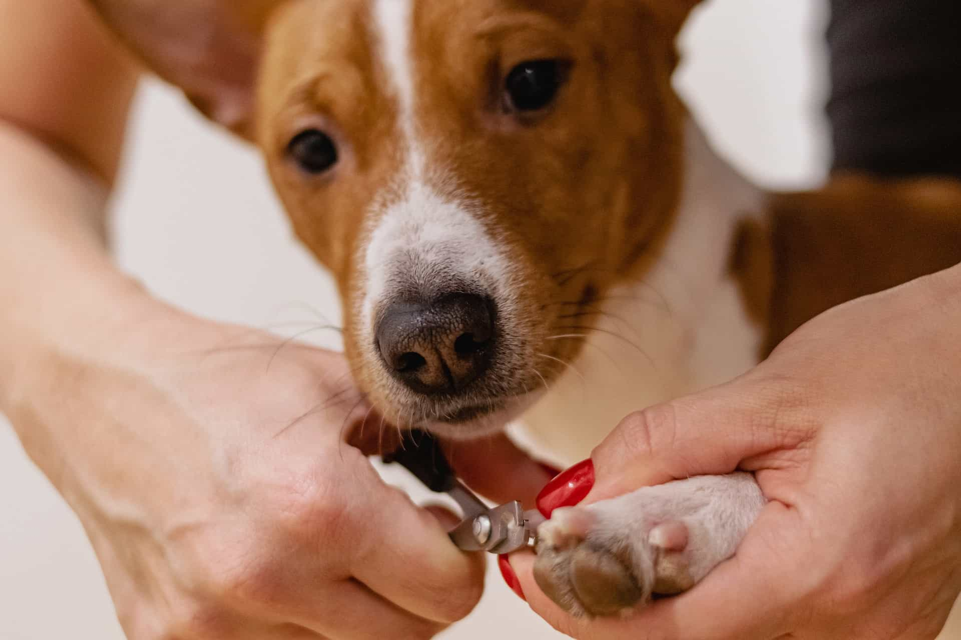 dog toenails being trimmed