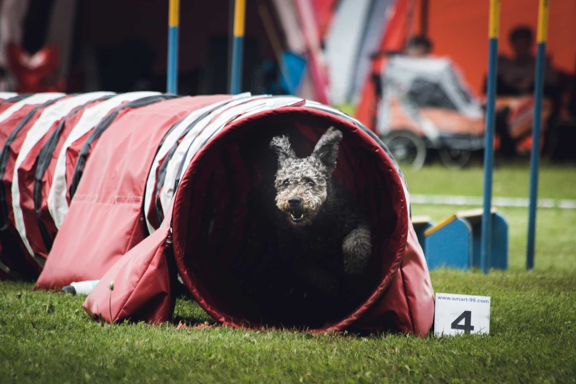 dog training methods dog training methods
