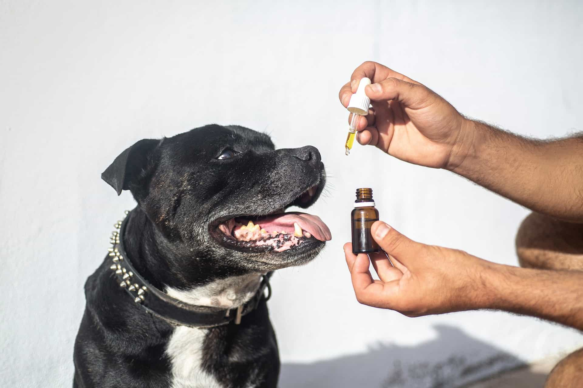 dog treated with cbd