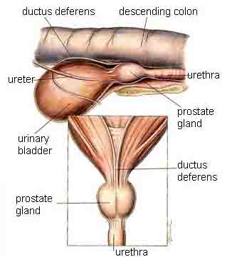 dog urinary system illustration