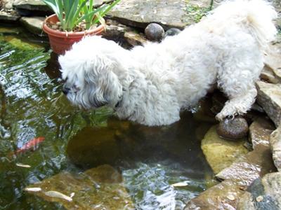 Reuben in the Pond