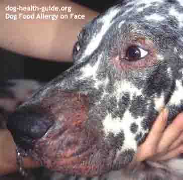 Dog Vomiting & Diarrhea From Food Allergy Dog Vomiting & Diarrhea From Food Allergy