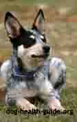 Canine Addison's Disease: Blue Heeler Patient Canine Addison's Disease: Blue Heeler Patient