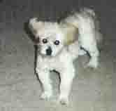 Canine Cataracts Canine Cataracts