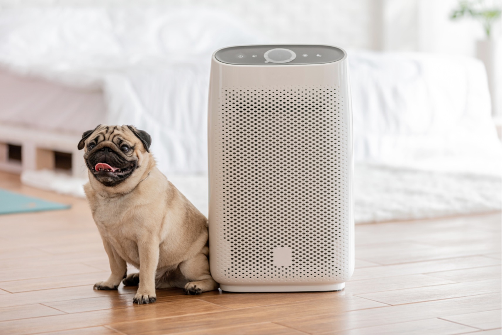 dog with HEPA air filter