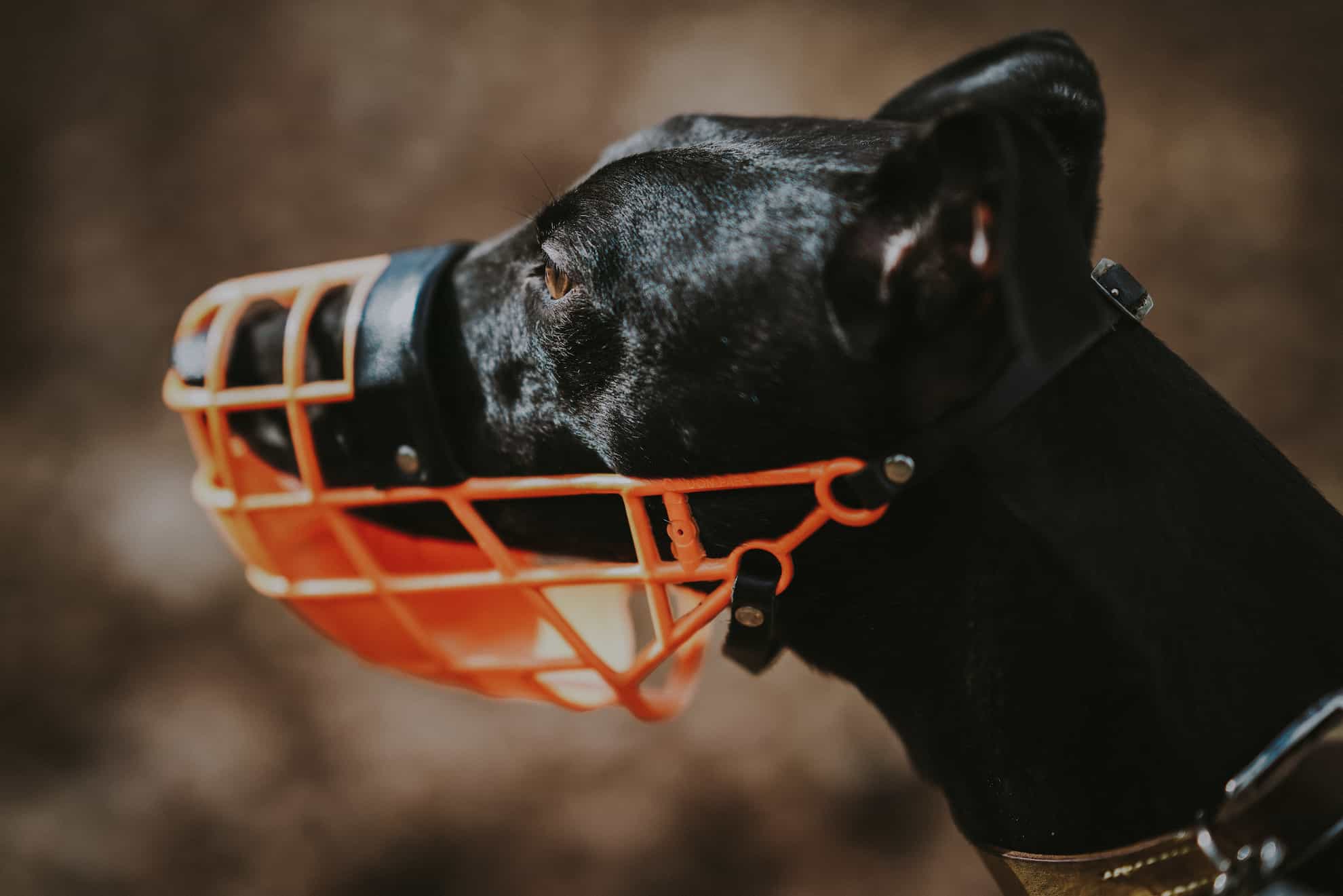 dog with muzzle dog with muzzle