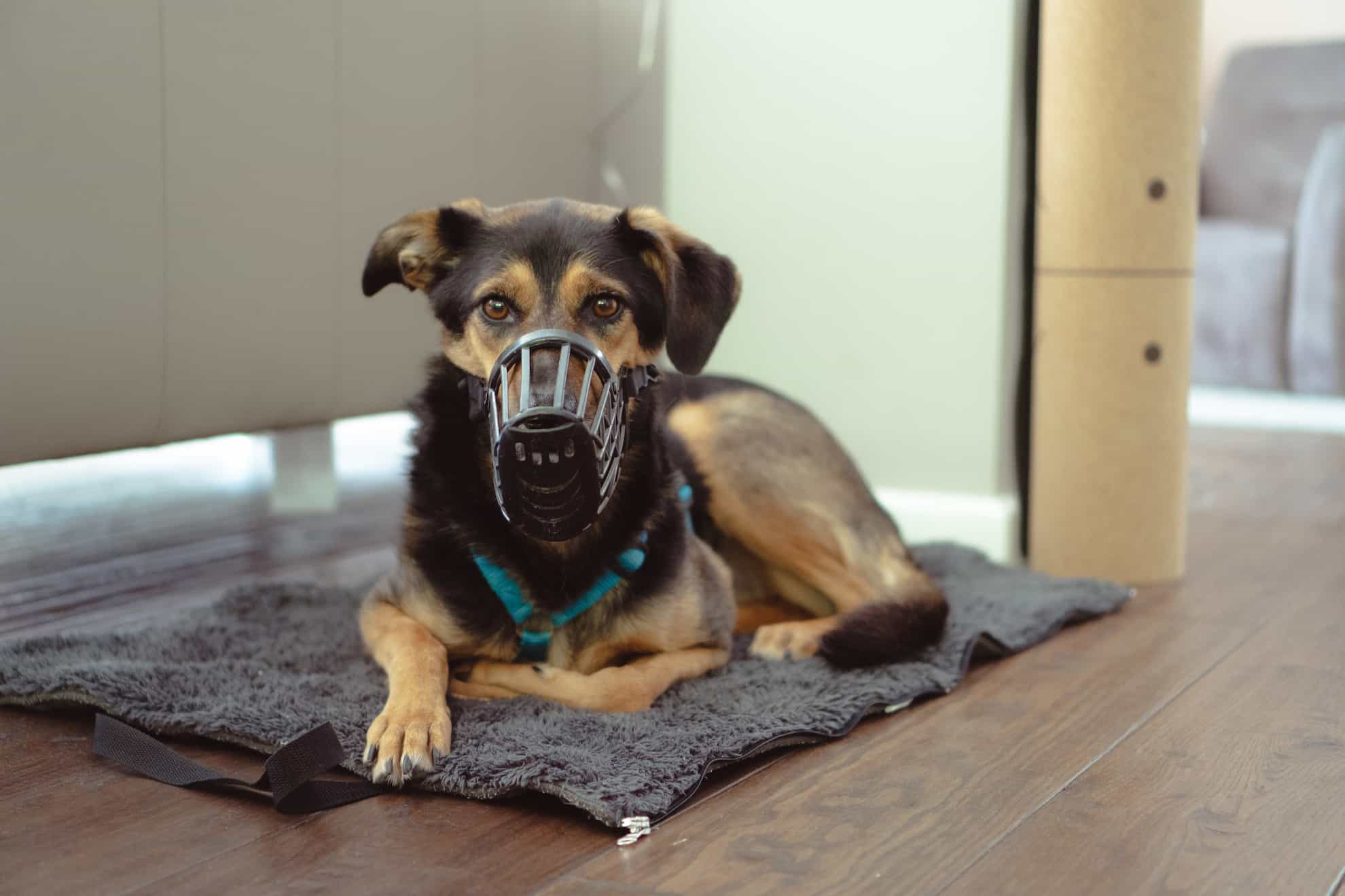 german shepherd with muzzle