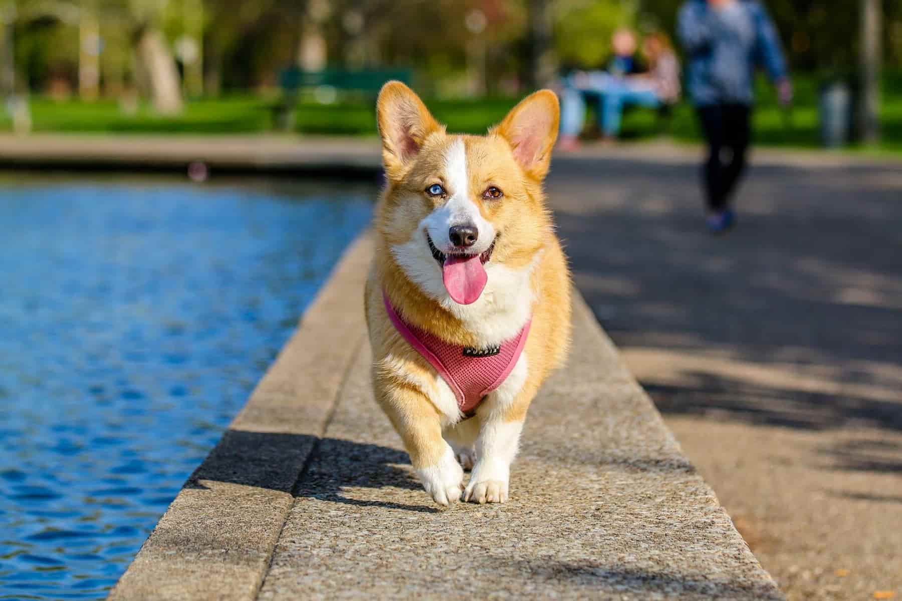 dog with two eye colors dog with two eye colors