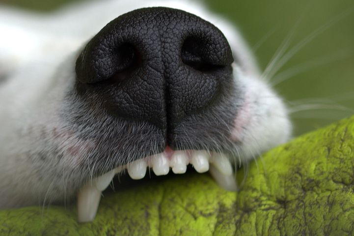 dog biting and digging teeth in