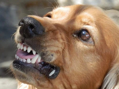 dog showing teeth out of aggression