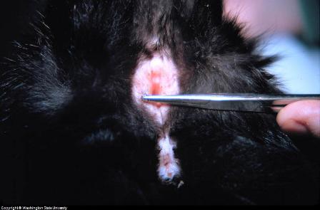 Dog Anal Sac Abscesses