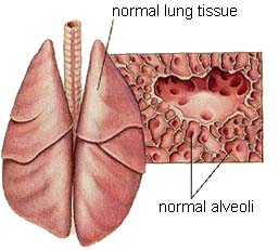 dog lungs illustration