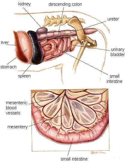 Anatomy: Dog Bladder Infections Anatomy: Dog Bladder Infections