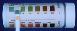 Dog Blood Glucose Test: Negative