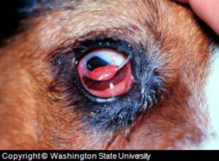 is dog cherry eye contagious