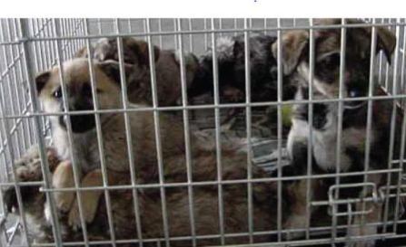 Puppies in Kennels Can Catch and Spread Dog Colds Due to Close Proximity Puppies in Kennels Can Catch and Spread Dog Colds Due to Close Proximity