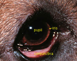 Dog Eye Anatomy: Conjunctivitis