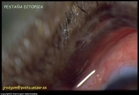Dog Cornea Dog Cornea