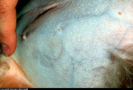 Canine Cushing's Disease dog cushing's disease symptoms can include thinned skin on abdomen