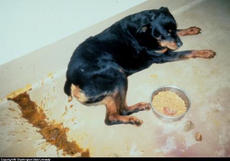 Rottweiler with diarrhea due to salmon poisoning