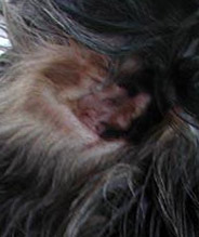 Dog Ear Infection - Cocker Spaniel Otitis