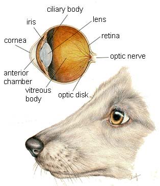 Dog Eye Anatomy Dog Eye Anatomy