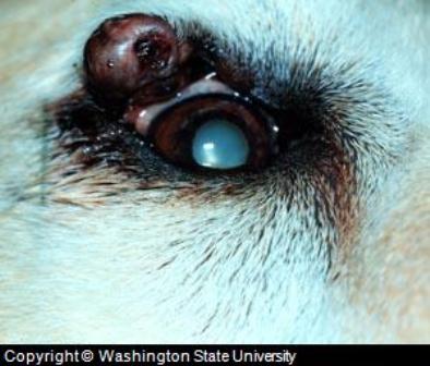 Dog Eyelid Tumor