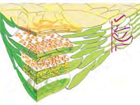 Dog Food Choice Affects Skin Health Dog Food Choice Affects Skin Health