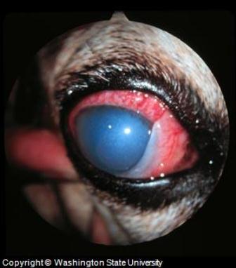 Dog Glaucoma Dog Glaucoma