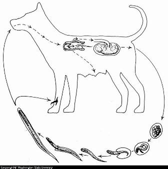 Diagram: Canine Hookworm Lifecycle