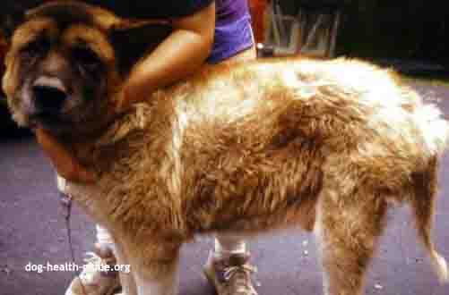 Dog Hypothyroidism Symptoms Dog Hypothyroidism Symptoms