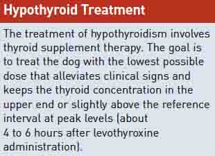 Dog Hypothyroidism Treatment