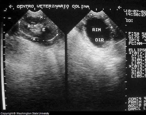 Dog Incontinence: Urinary System/Bladder X-Ray