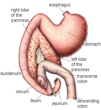 Dog Pancreatitis Symptoms: Canine Anatomy