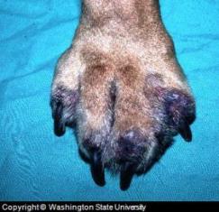 pyoderma on dog foot
