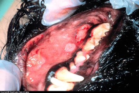 Canine Ulcers in Mouth dog ulcers