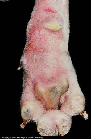 Dog With Skin Allergies Dog With Skin Allergies