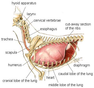 Canine Chest Anatomy: Canine Cough Canine Chest Anatomy: Canine Cough