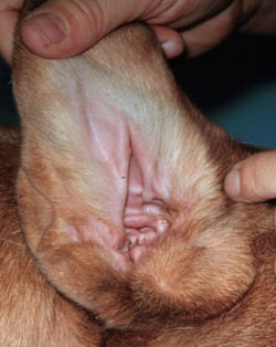 Healthy Dog Ear Picture Picture dog ear