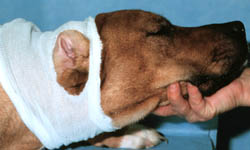 Dog Ear Sock Picture Canine Ear