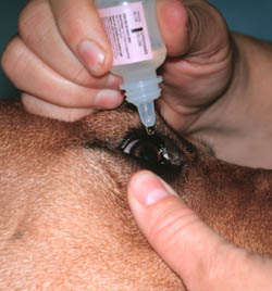 How to Apply Dog Eye Drops How to Apply Dog Eye Drops