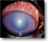 Dog Glaucoma Dog Glaucoma