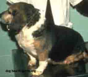Overweight Dog - Dog Hypothyroidism Treatment Will Improve Symptoms Such as Weight Gain Overweight Dog - Dog Hypothyroidism Treatment Will Improve Symptoms Such as Weight Gain