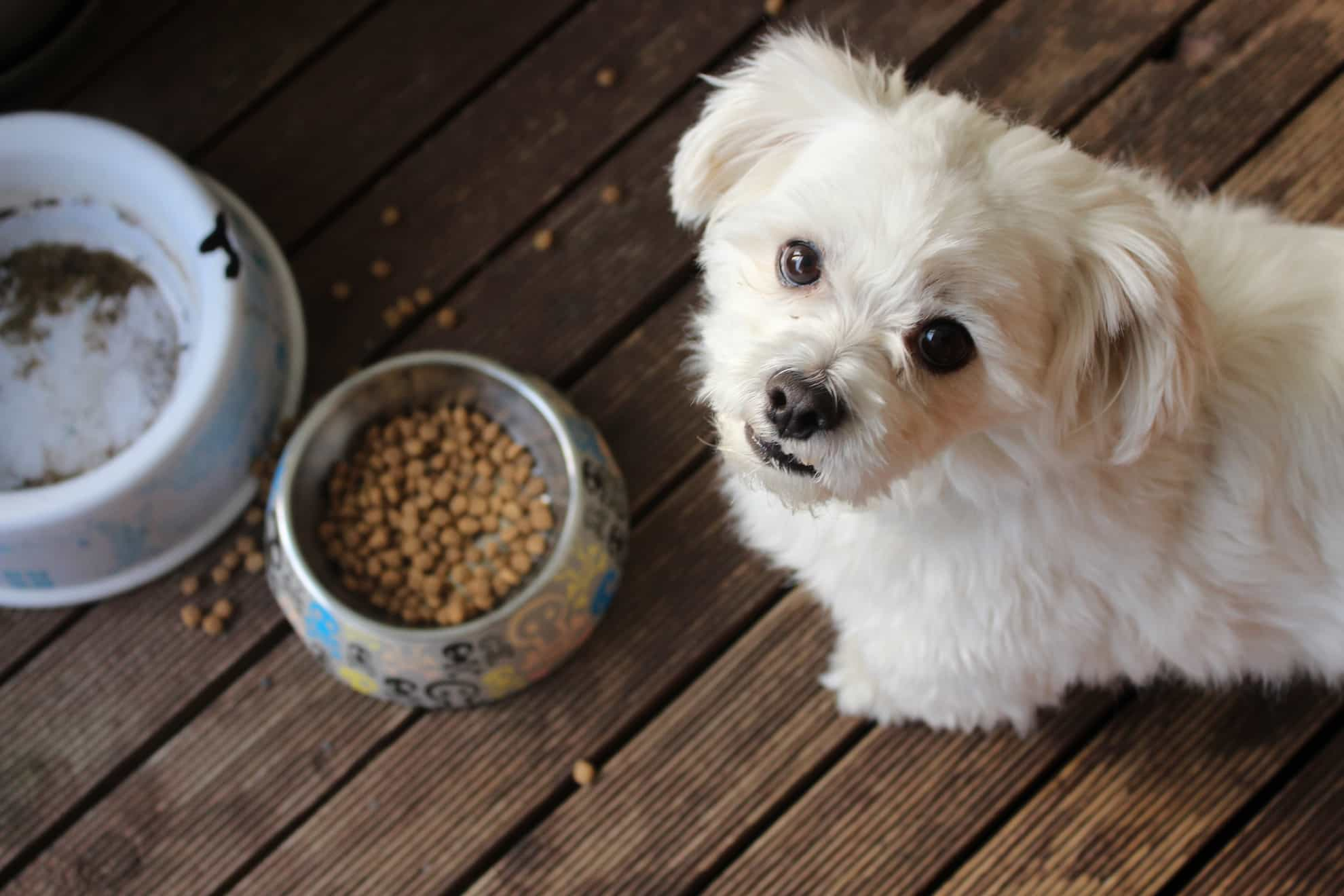 dog in the middle of eating food