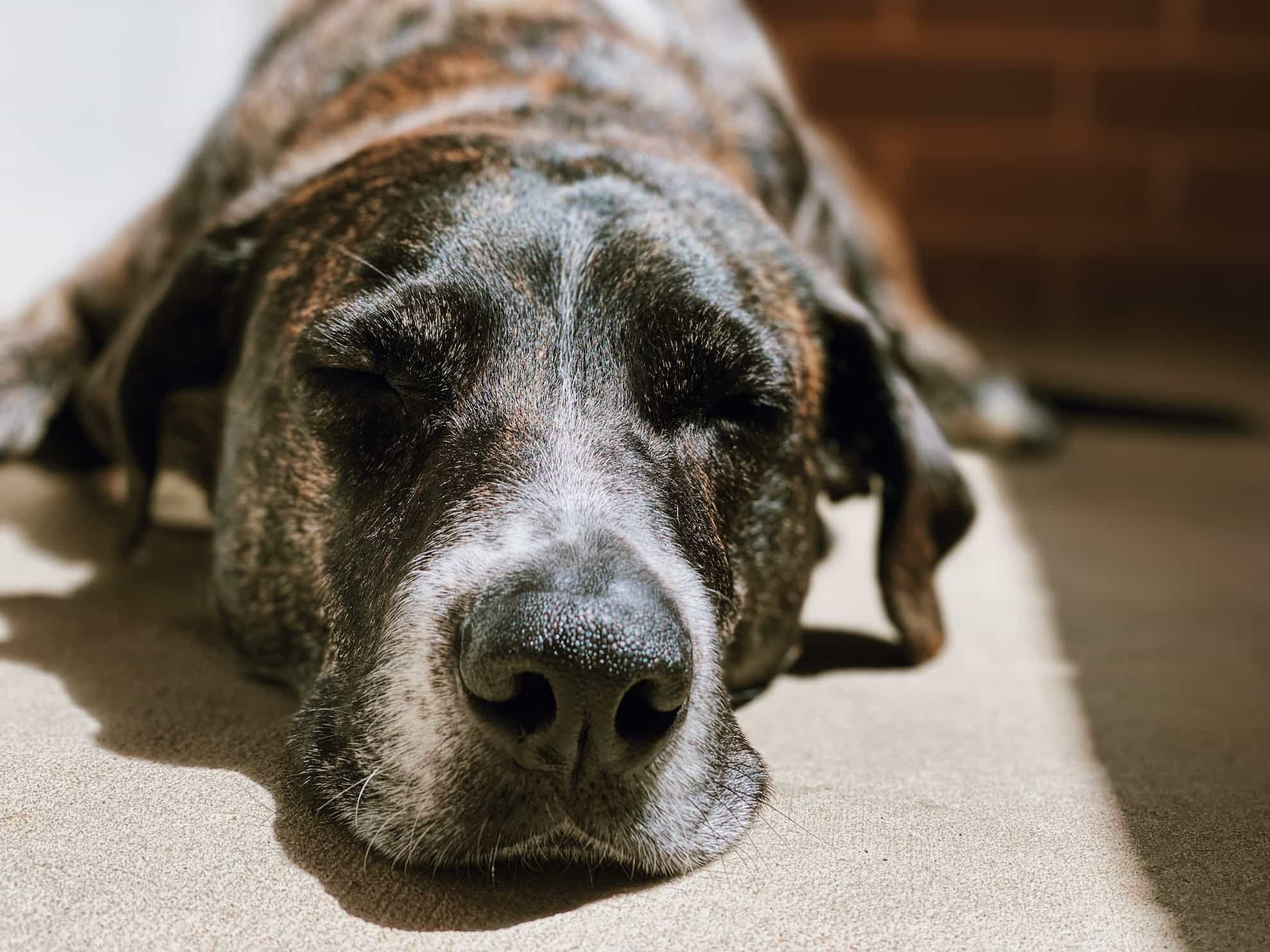 dog with special needs dog with special needs