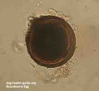 Dog Vomiting and Diarrhea: Roundworms is One Cause Dog Vomiting and Diarrhea: Roundworms is One Cause