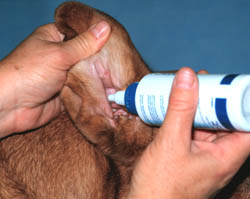 Dog Ear Cleanser Dog Ear Cleanser