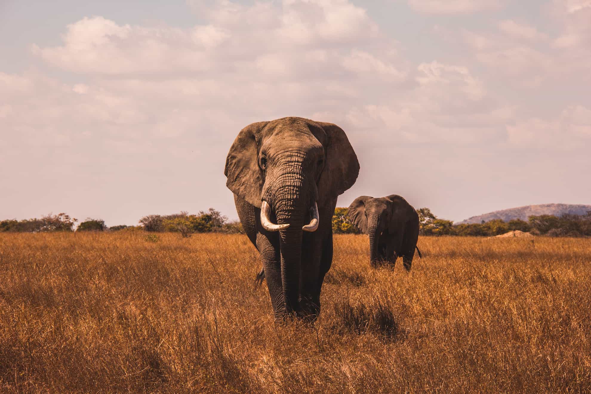 elephant on safari elephant on safari
